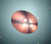 Uniaxial Figures under polariscope